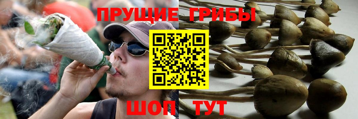 Вязьма  Галлюциногенные грибы Cubensis  Вход с VPN 